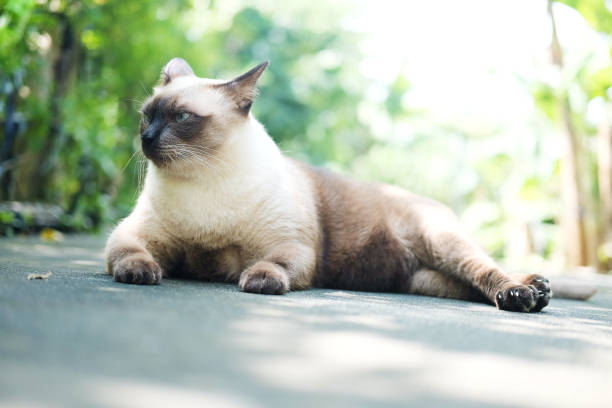 istock Thailand Cat lethargic. Abstract Siam cat sit on cement floor. Cat sit on white floor. 867753472
