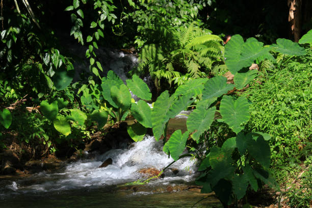 istock Waterfall mountain nature in the forest with rock 867753922