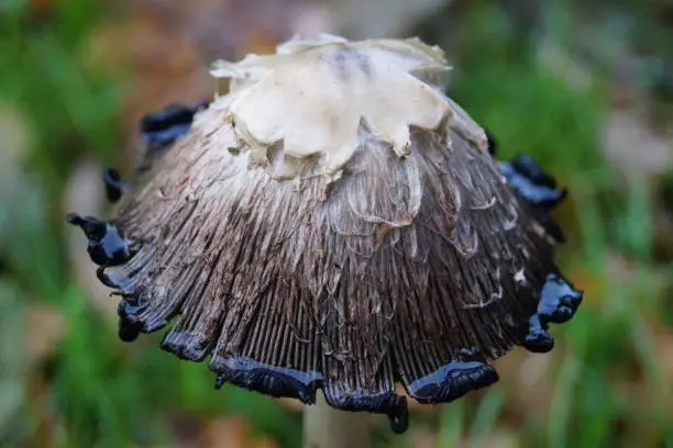 The asparagus mushroom or also called porcelain mushroom