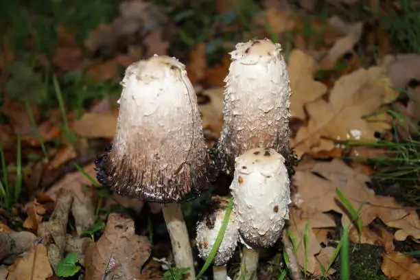 The asparagus mushroom or also called porcelain mushroom