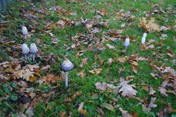 The asparagus mushroom or also called porcelain mushroom