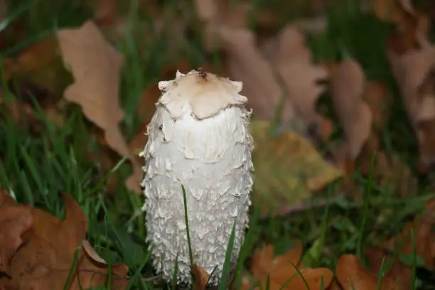 The asparagus mushroom or also called porcelain mushroom