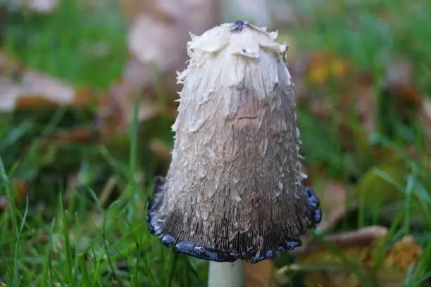 The asparagus mushroom or also called porcelain mushroom