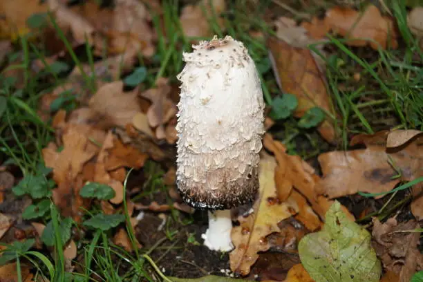 The asparagus mushroom or also called porcelain mushroom