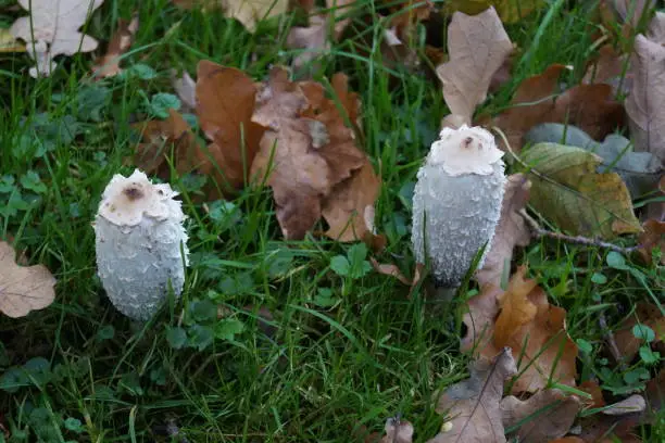 The asparagus mushroom or also called porcelain mushroom