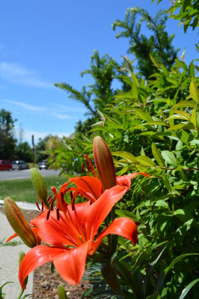 istock red lilies in full bloom on summer sunny day 867758404