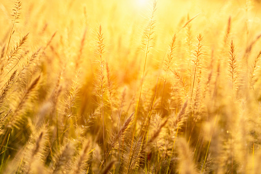 Tall grasses in backlit pasture with sun flares.