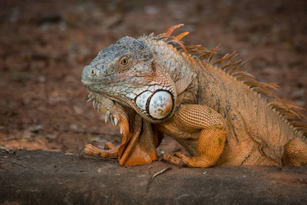 istock yellow chameleon looking to an insect. 867764450