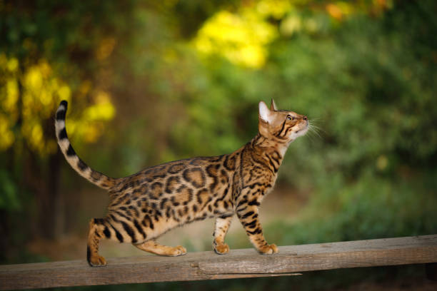 istock Bengal Cat outdoor 867768170