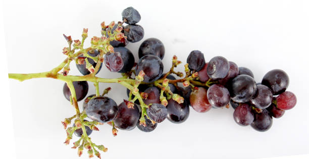 istock Black grapes with drop of water isolated on white background. 867770714