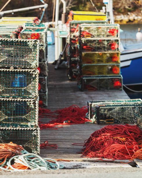 istock Lobster Season Preparations 867771490