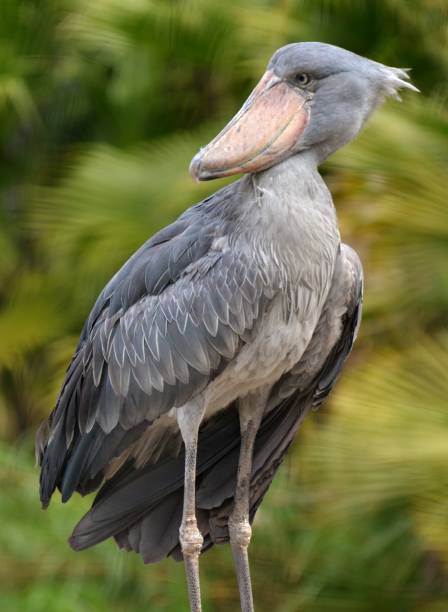Shoebill Stork (Balaeniceps rex) stock photo