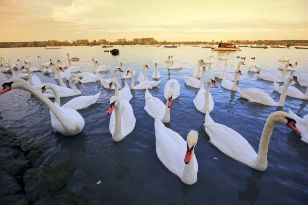 Swan on Lake Garda (Lombardy, Italy)