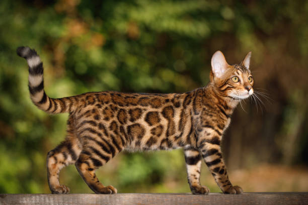 Bengal Cat outdoor Bengal Cat Hunting outdoor, Walk on plank, nature green background bengal cat purebred cat photos stock pictures, royalty-free photos & images