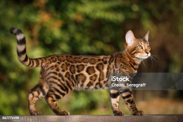 Bengal Cat Outdoor Stock Photo - Download Image Now - Bengal Cat - Purebred Cat, Domestic Cat, Close-up