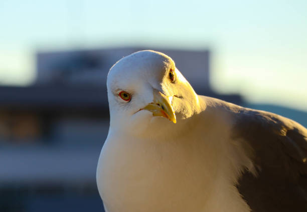 istock Beautiful seagull close up sunny portrait. 867775544