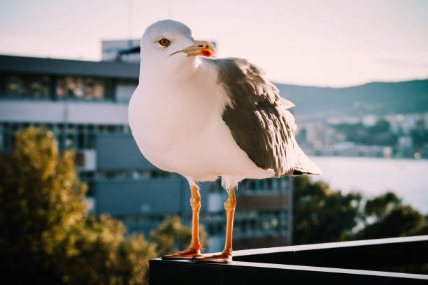 istock Beautiful seagull close up sunny portrait. 867775566