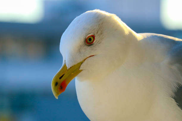 istock Beautiful seagull close up sunny portrait. 867775616