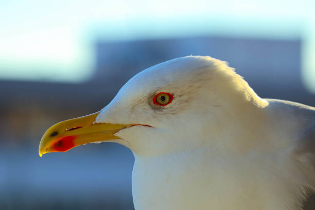 istock Beautiful seagull close up sunny portrait. 867775670