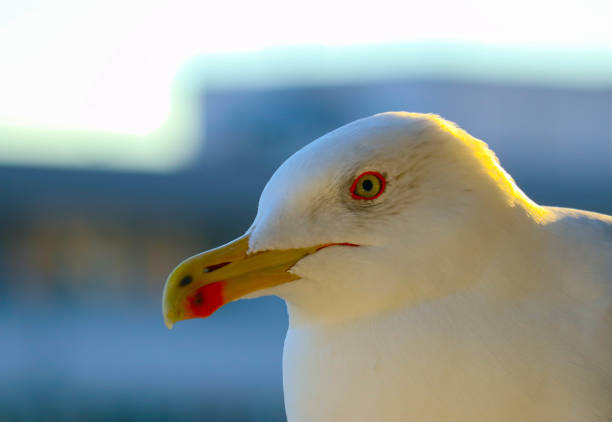istock Beautiful seagull close up sunny portrait. 867775688