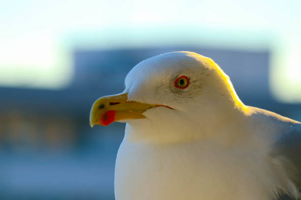 istock Beautiful seagull close up sunny portrait. 867775754