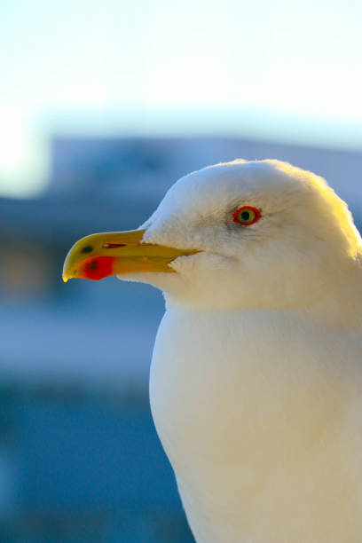 istock Beautiful seagull close up sunny portrait. 867775760