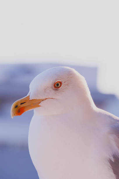 istock Beautiful seagull close up sunny portrait. 867775822