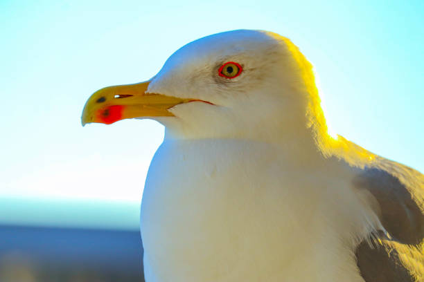 istock Beautiful seagull close up sunny portrait. 867775990