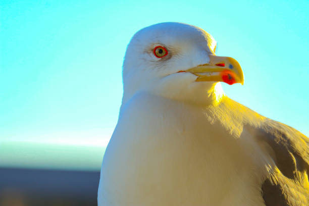 istock Beautiful seagull close up sunny portrait. 867776048