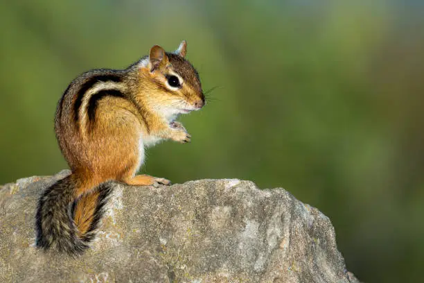 Eastern Chipmunk - Tamias striatus, sitting on hind legs on a rock, making eye contact.  Bokeh of vegetation in the background.