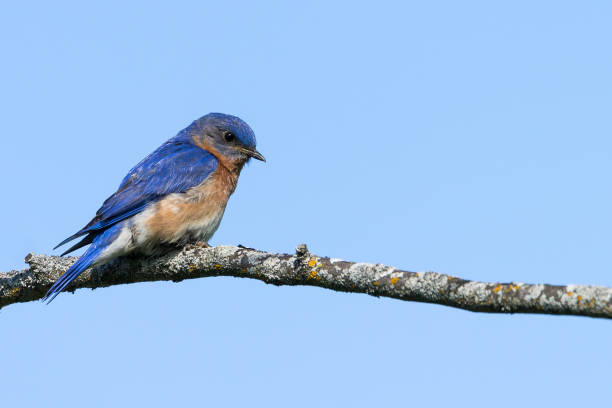 Eastern Bluebird - Sialia sialis