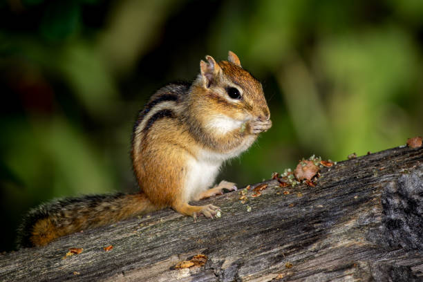 östliche chipmunk - tamias striatus - streifenhörnchen stock-fotos und bilder