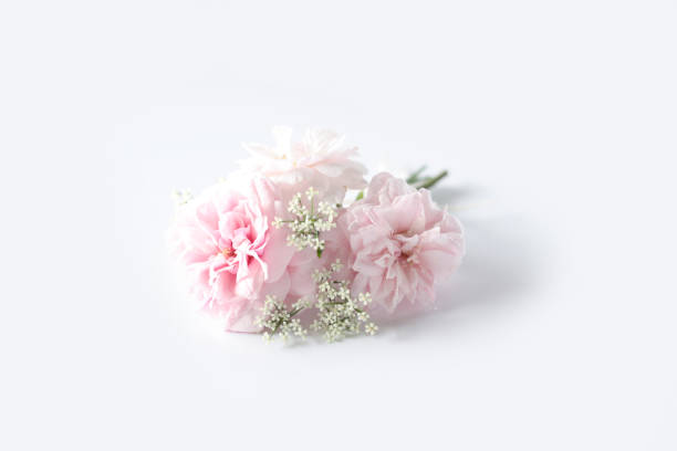 istock Beautiful English rose on white background. 867779162