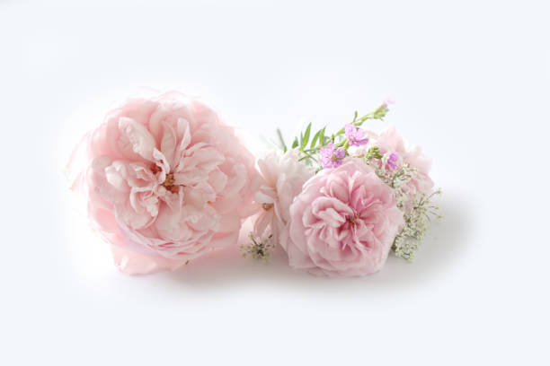 istock Beautiful English rose flower isolated on white background. 867779244
