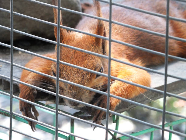 istock A small red squirrel lives in a cage 867779772