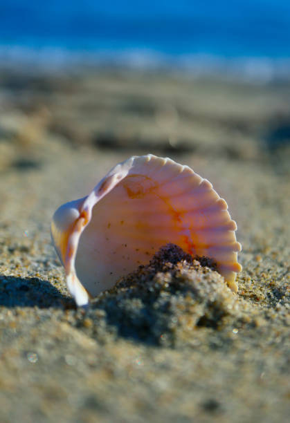 istock Delicate pastel colors shell on the seashore close up. 867780570