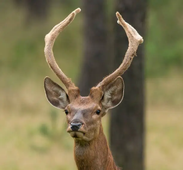 Deer, Red Deer, Cervidae