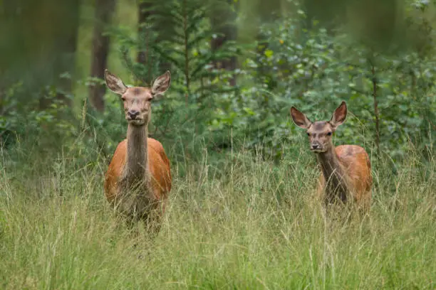 Deer, Red Deer, Cervidae