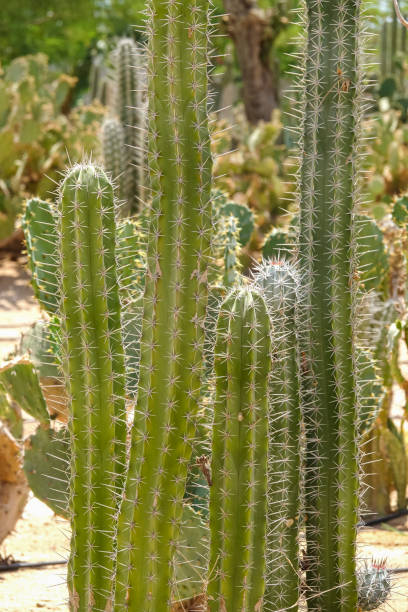 istock Green prickly cactus close-up 867782278