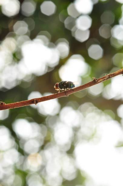 istock Close up of fly on a stick 867783014