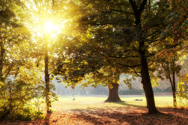 istock Mystical glowing sunset rays shine through tree branches at Margaret Island in Budapest 867785304
