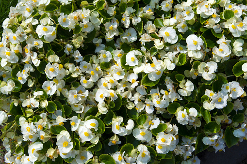 Carpet of flowers