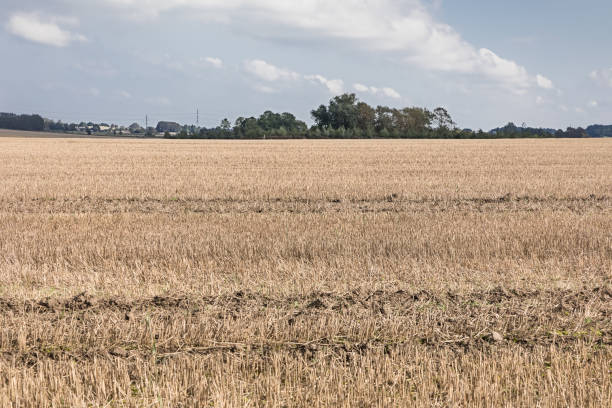 Stubble fields are widespread in the Danish landscape in the autumn - after the harvest the naked fields are visible for a short time, before the plowing.