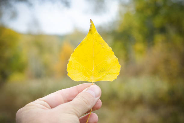 Yellow leaf in hand against a background of greenery. Close-up