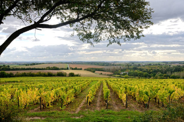 французский пейзаж виноградников осенью - cher стоковые фото и изображения