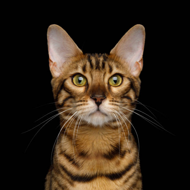 Adorable breed Bengal Cat isolated on Black Background Portrait of Gold Bengal Cat isolated Black Background, front view bengal cat stock pictures, royalty-free photos & images
