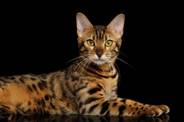 istock Adorable breed Bengal Cat isolated on Black Background 867795080