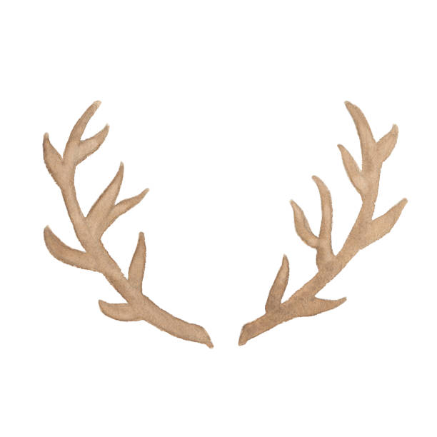 istock Watercolor deer antler isolated on white background 867795226