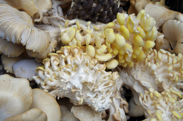 istock Gourmet oyster mushrooms 867802654
