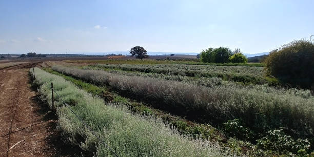 istock Kfar Yehoshua 867803186